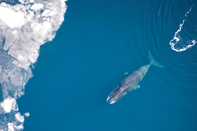 Bowhead_NOAA_web A bowhead whale in the sea with ice.