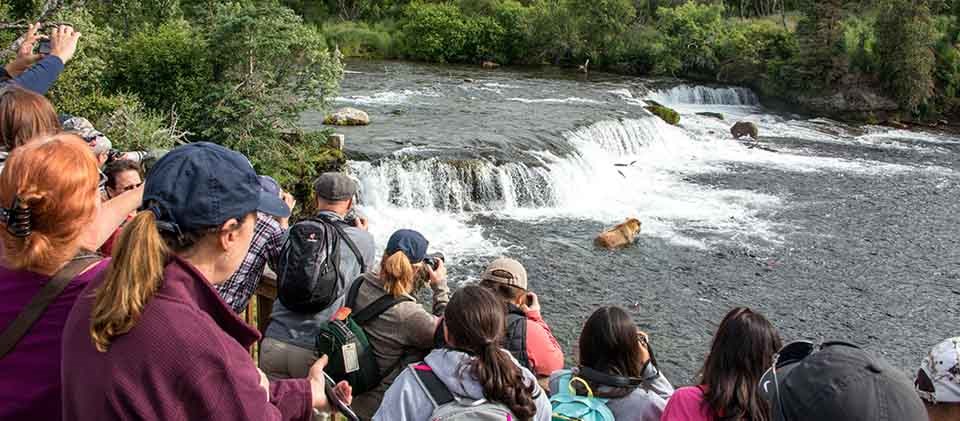 KATM bears, Brooks Visitors watch bears at Katmai's Brooks Falls.