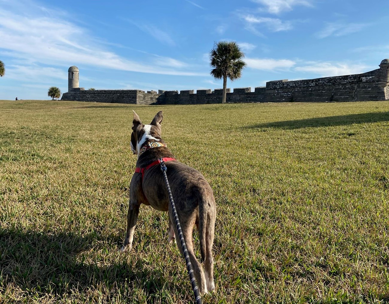 A stocky brown and white dog stands at attention, staring at the Castillo in the background