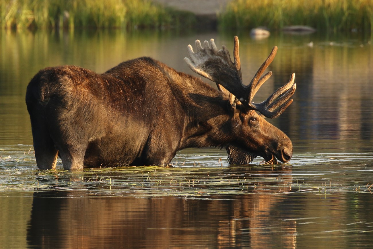 A large bull moose with antlers standing in a pond
