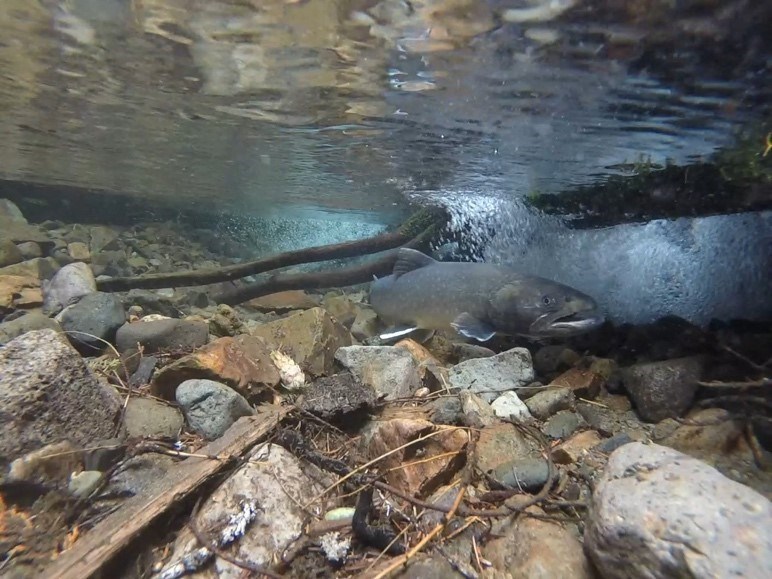 Bull trout in Klickitat Creek Underwater image of a large silvery fish swimming in a creek