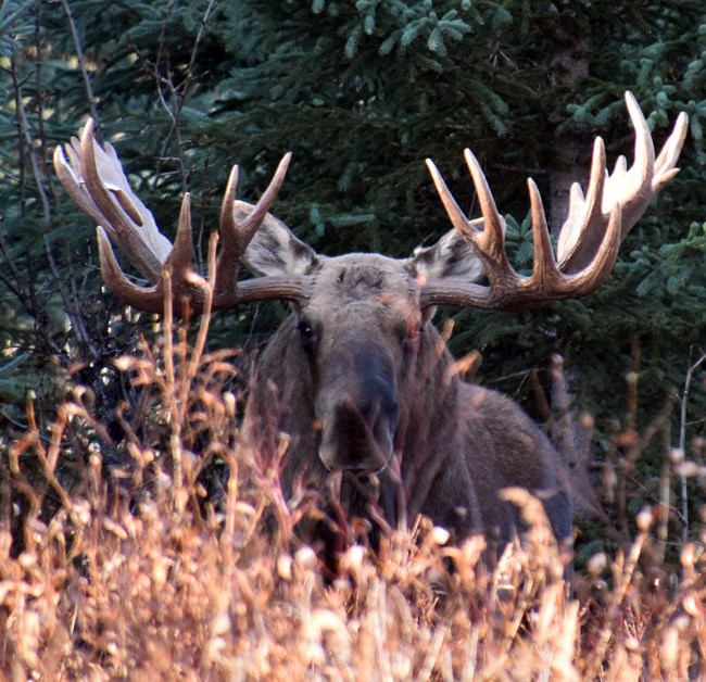 Large bull moose lying in fall foliage. Notice the broken antler tip.