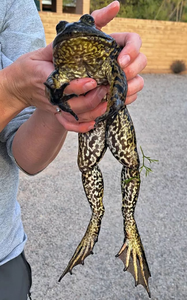 Hands holding a large, dark green spotted American Bullfrog.