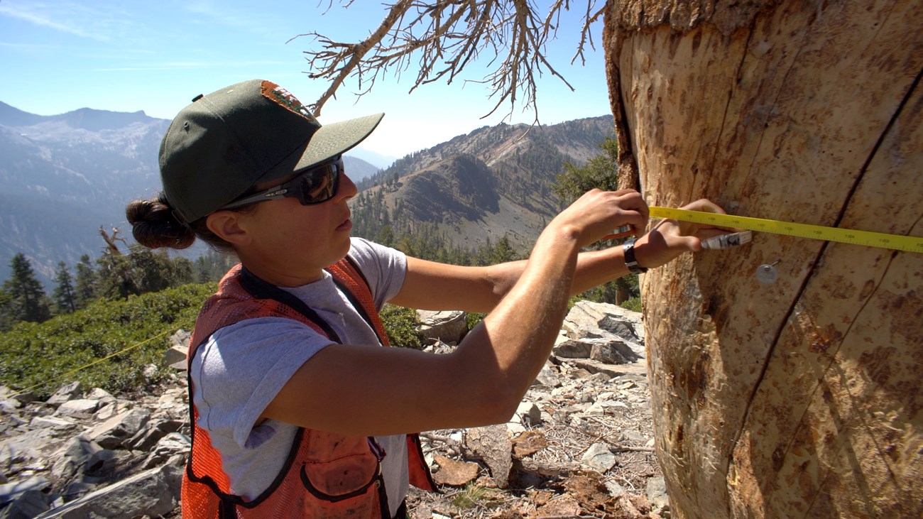 NPS field biologist measures the diameter of a foxtail pine.
