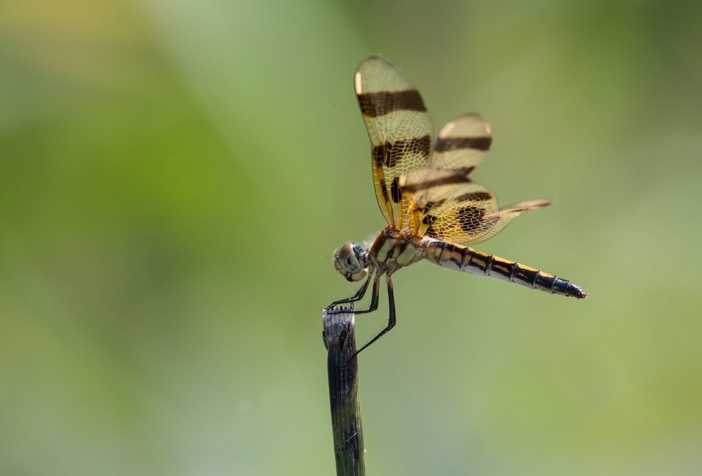 A dragonfly displays stunning wings in the sunshine.