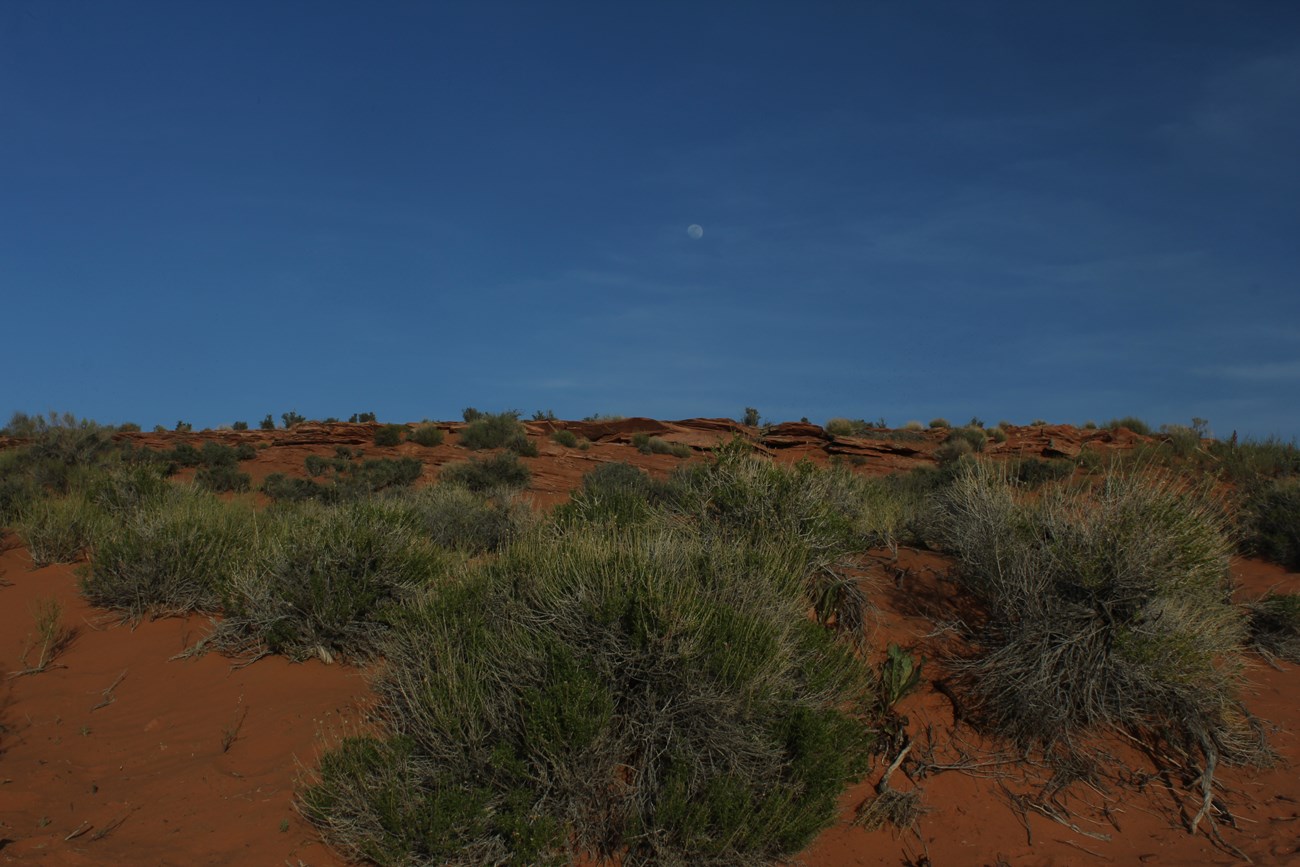 The Moon rises over Glen Canyon vegetation The Moon rises over Glen Canyon vegetation