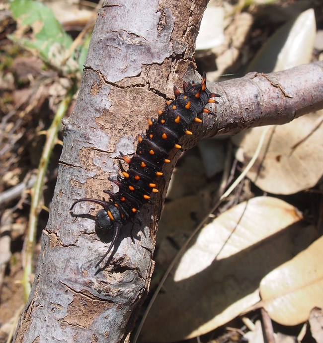 Black caterpillar with bright orange spiky projections all along its body.