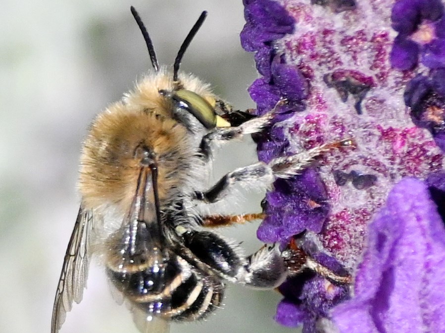 California Digger Bee Bee visiting a flower.