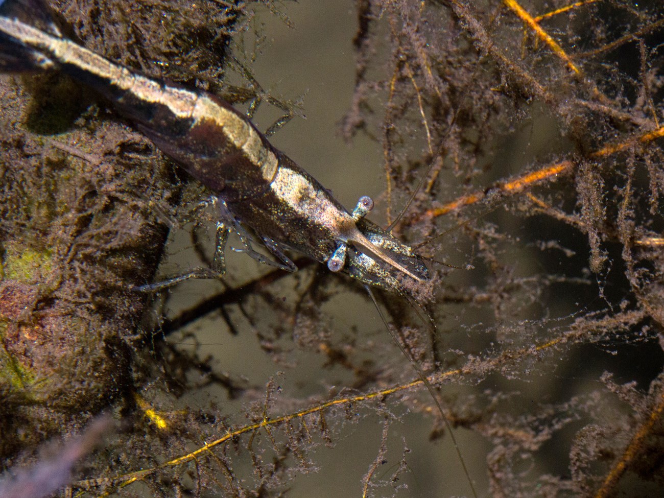 California freshwater shrimp Small brown and tan shrimp perched on underwater vegetation.