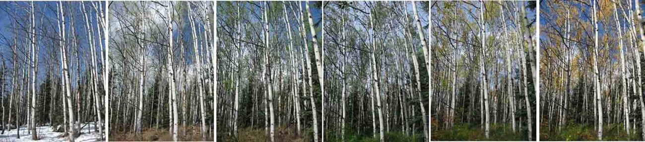 A series of photos showing the progression of aspens through the seasons.