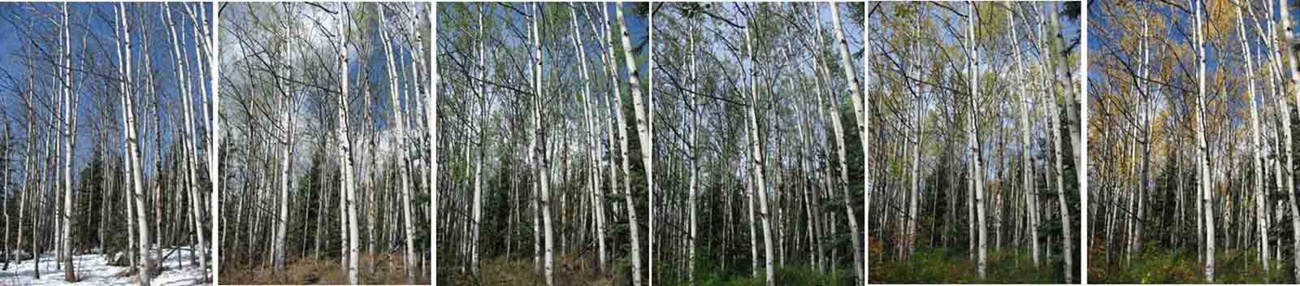 CAKN_Phen_Monitoring_season A series of photos showing the progression of aspens through the seasons.