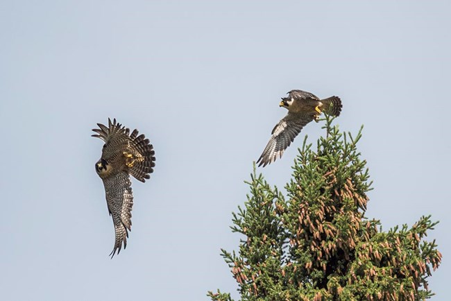 A Peregrine Falcon pair fly from the top of a spruce tree.