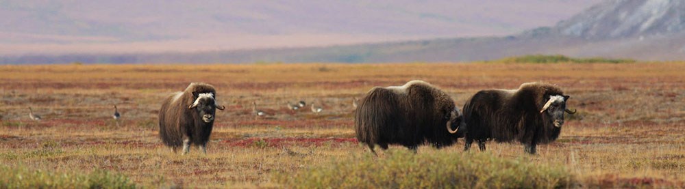 CAKR2_crop_NPS A small group of muskoxen graze on the tundra.