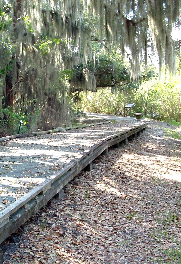 boardwalk trail under trees with hanging moss