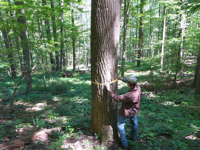 Man uses a tape to measure the trunk of a large forest tree