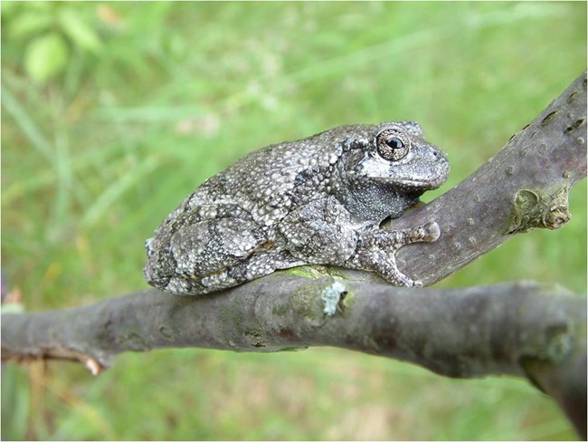 A gray tree frog perches on a small branch