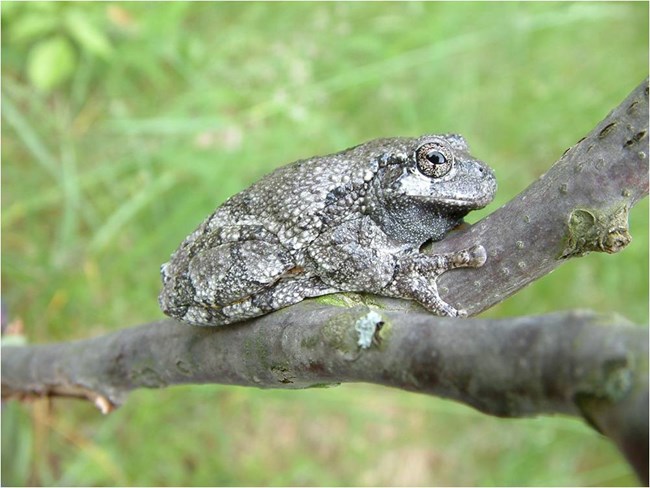 gray tree frog A gray tree frog perches on a small branch