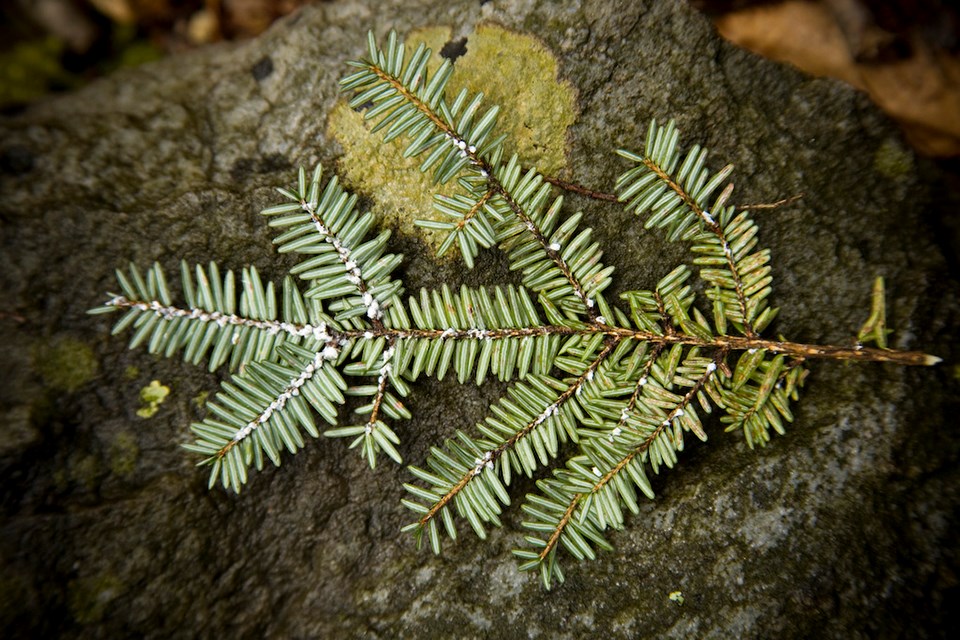 White fuzzy nubs cling to the stem of a short-needled hemlock branch.