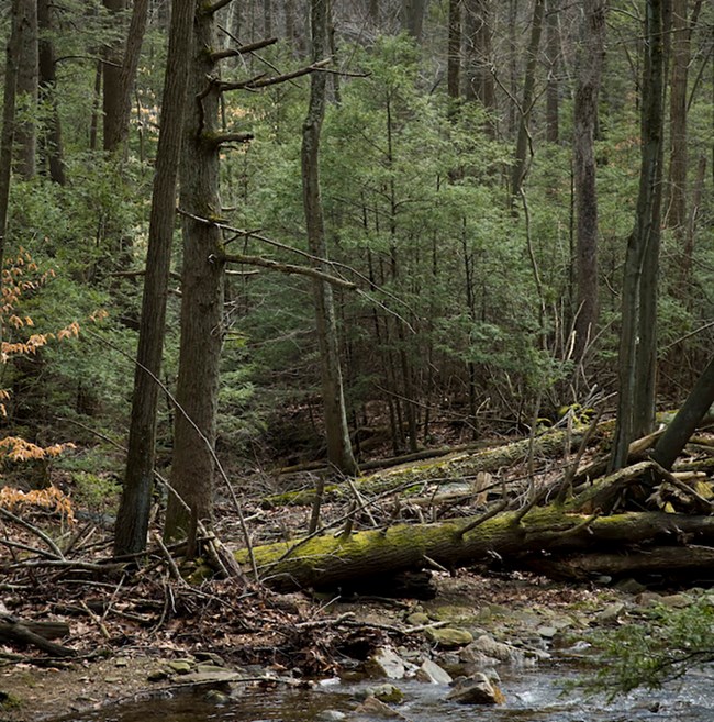 A cluster of evergreen hemlock trees along a forest stream in winter.