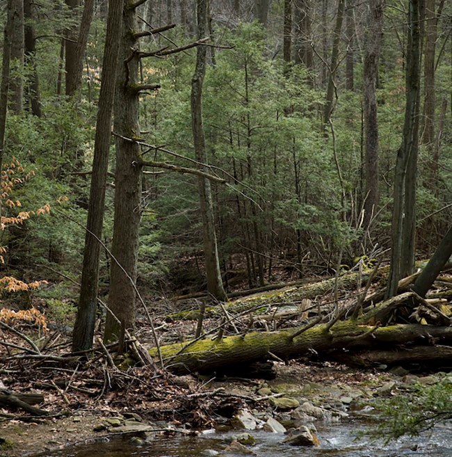 Eastern hemlocks along stream A cluster of evergreen hemlock trees along a forest stream in winter.