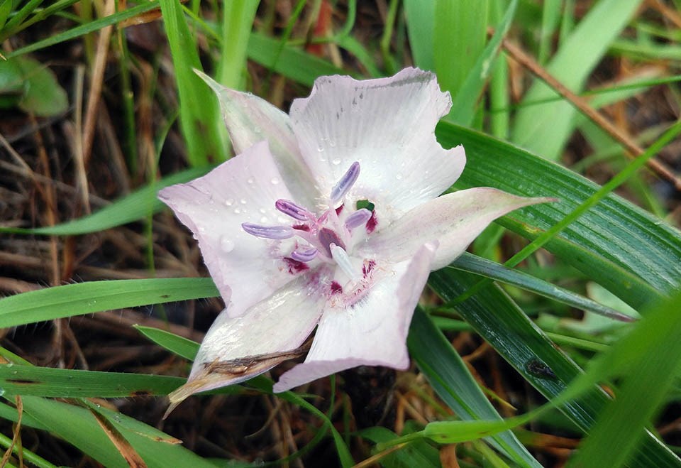 The rare Oakland mariposa lily Small white flower with shades of pink and purple, covered in water droplets