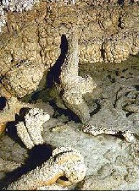 CAVE - EUCERATHERIUM FROM MUSK OX CAVEx several pieces of a fossilized musk ox lay on the rocky ground