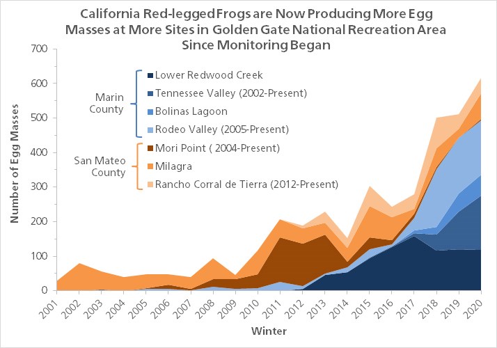 California red-legged frog egg mass numbers, 2001-2020 Graph showing that California red-legged frogs are now producing more egg masses at more sites in Golden Gate National Recreation Area since monitoring began