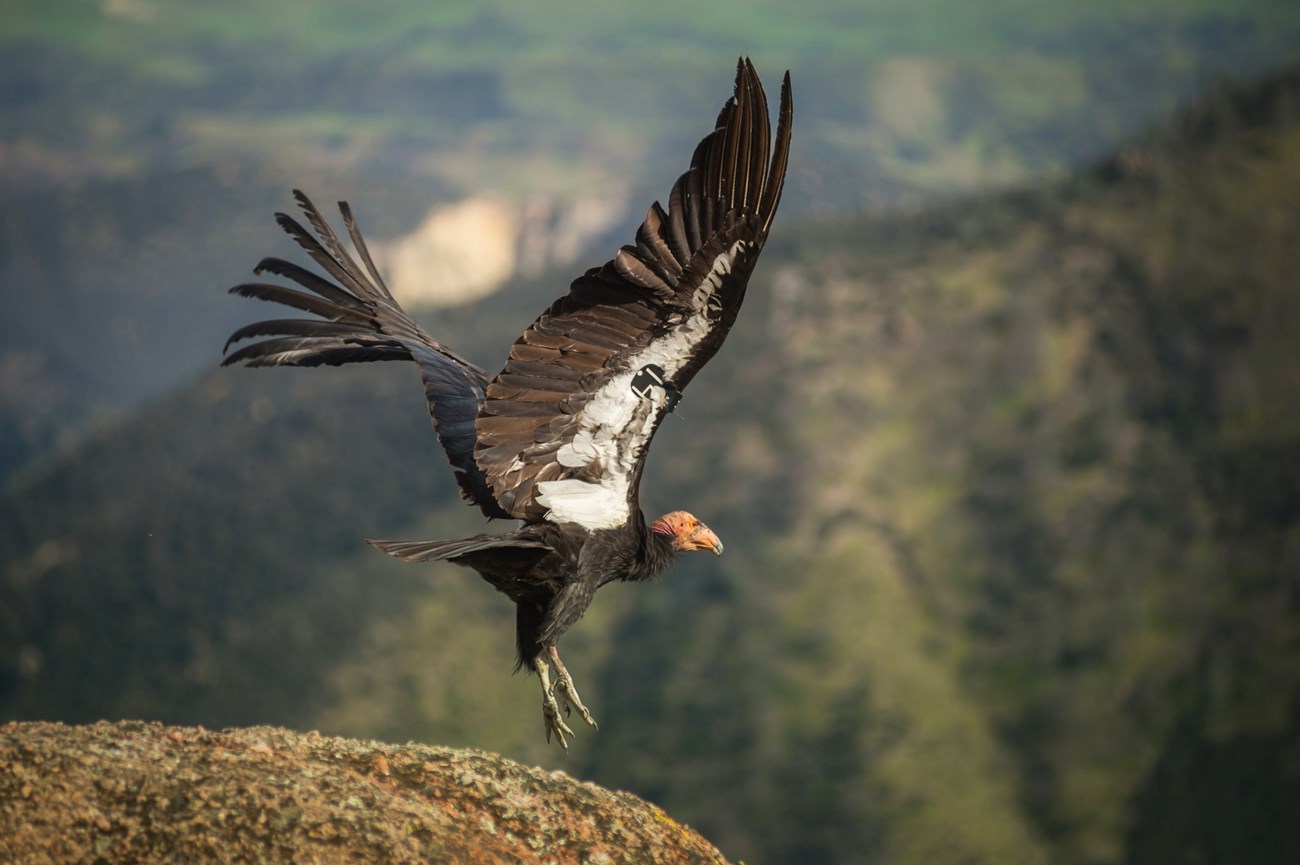 condor takes off from rock