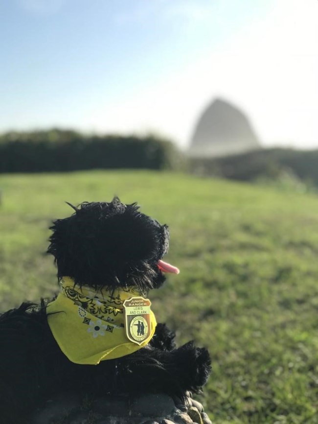 CB1.0 toy dog in green space