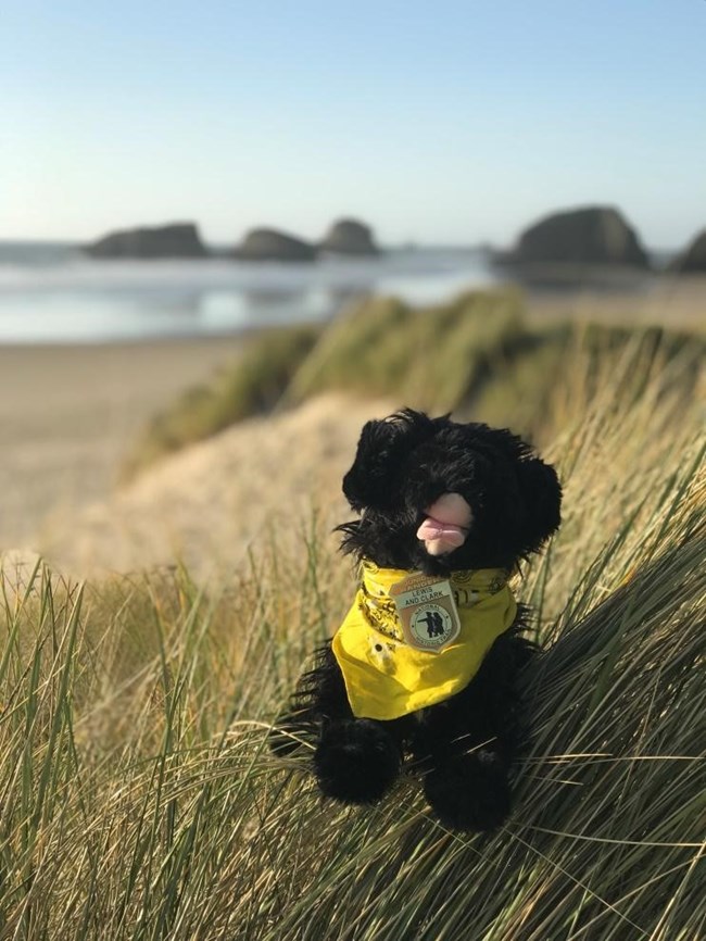CBM11 Toy dog in grasses near ocean