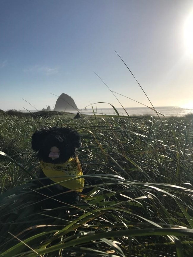CBM8.0 toy dog with large rock and ocean in the background
