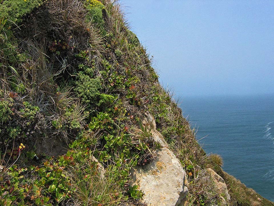 A diverse assortment of coastal scrub species growing on a steep, ocean-facing bluff