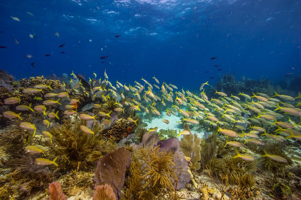 coral reef with many yellow fish