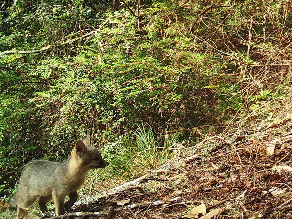 Wildlife camera image of a baby gray fox climbing up a steep slope.