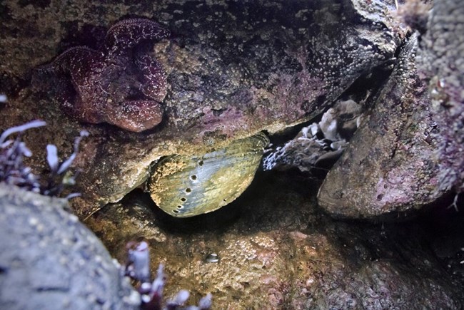 A mollusk (a marine snail with a large shell) is clinging to large reddish-brown rocks.