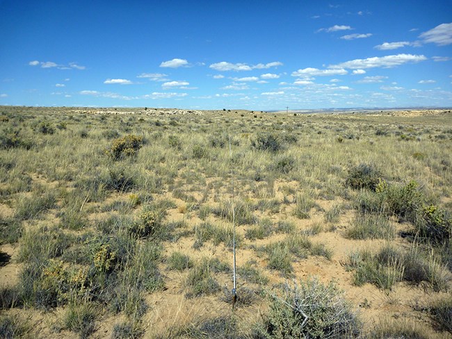 Expansive grassland under a blue sky with scattered clouds.