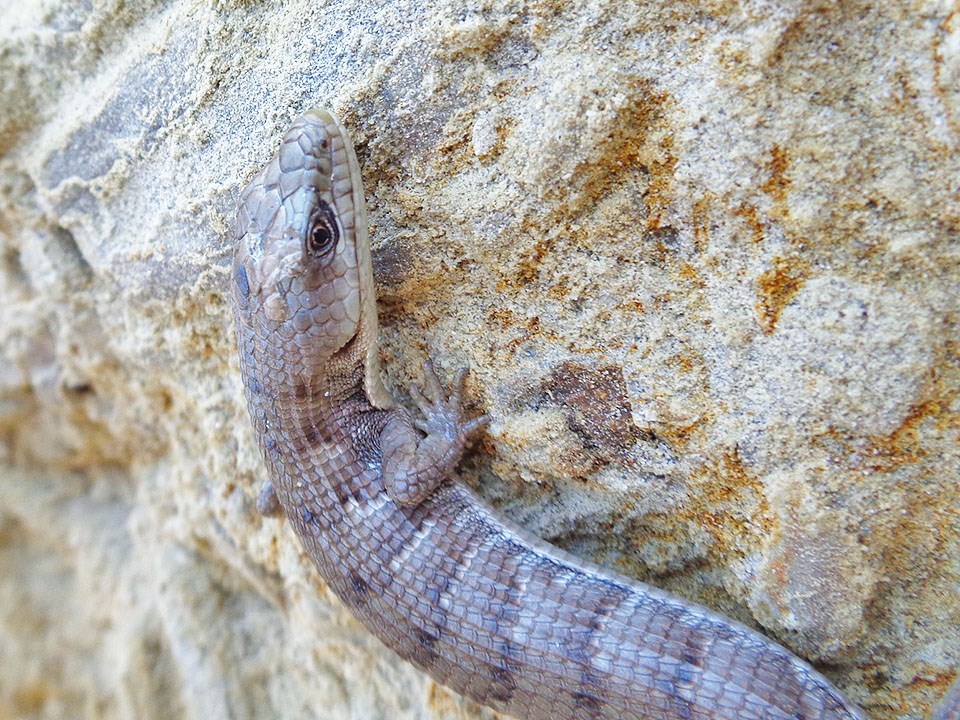 Southern alligator lizard on a rock