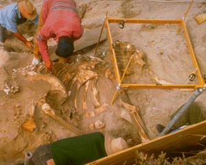 pygmy mammoth fossil dig site