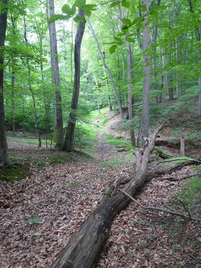 Downed tree in forest A green forest with a large decaying tree on the ground.