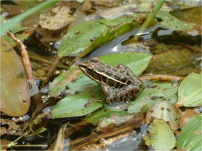 A brown spotted frog sits atop floating leaves.