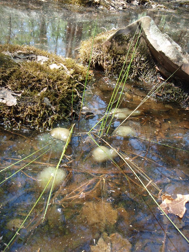 Milky white clusters of spotted salamander eggs lay submerged in shallow water.