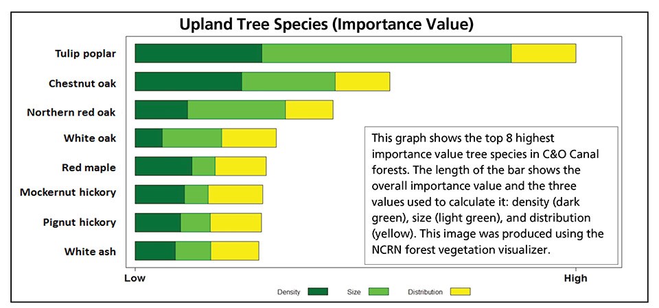 Graph showing dominant tree species in C&O Canal uplands.