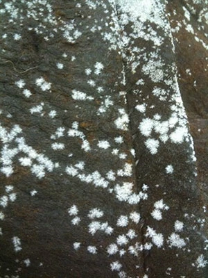 Detail of white fatty acid spew on the surface of a hide body armor