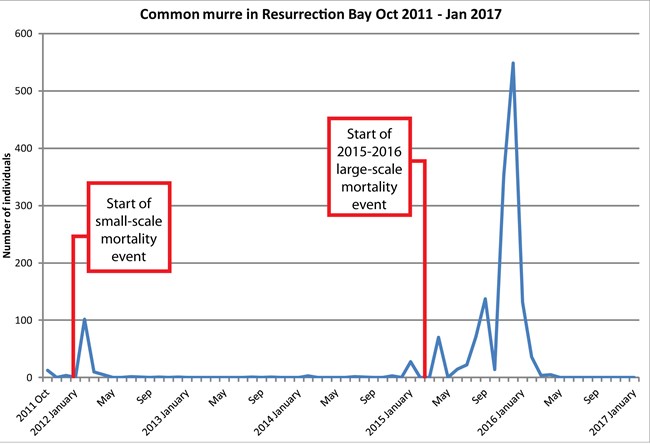 COMU mortality graph_Updated_cropped_Res Bay Oct 2011-Jan 2017 Graph showing high bird counts in the bay corresponding with seabird die-offs.