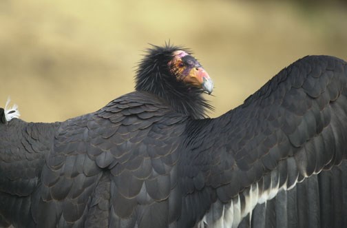 Looking over the shoulder of a California condor as it spreads its wings.