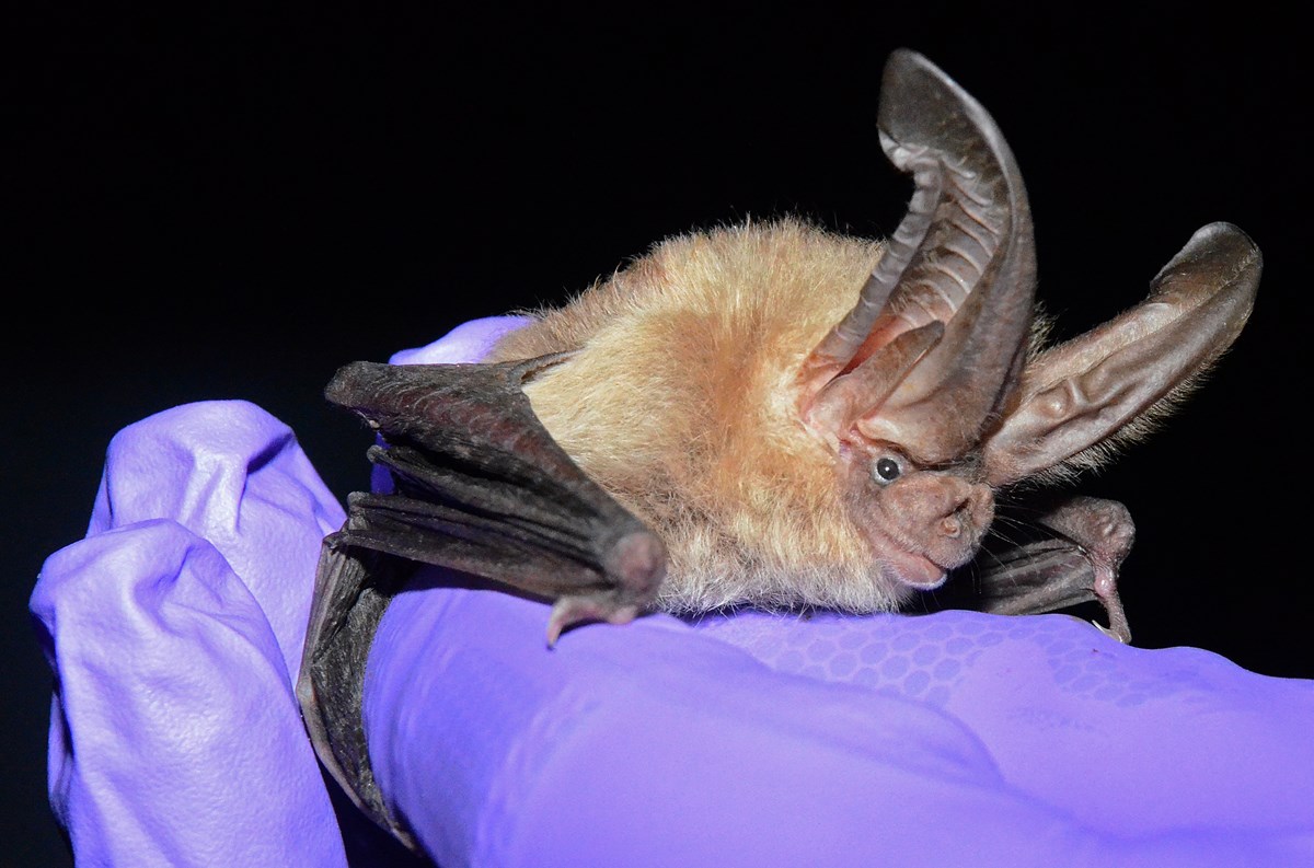 A Townsend's big-eared bat (Corynorhinus townsendii) captured during a mist net survey in Yellowstone National Park.