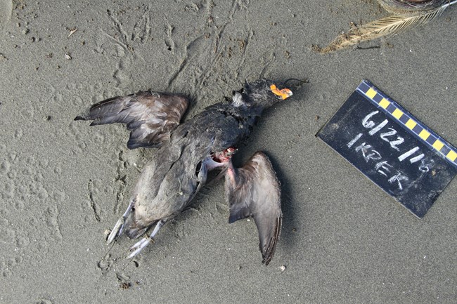 A dead crested auklet lays on the beach next to a placard noting date it was found.