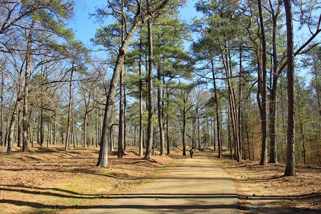 Open scene of a road through piney woods at Cold Harbor. Open scene of a road through piney woods at Cold Harbor.