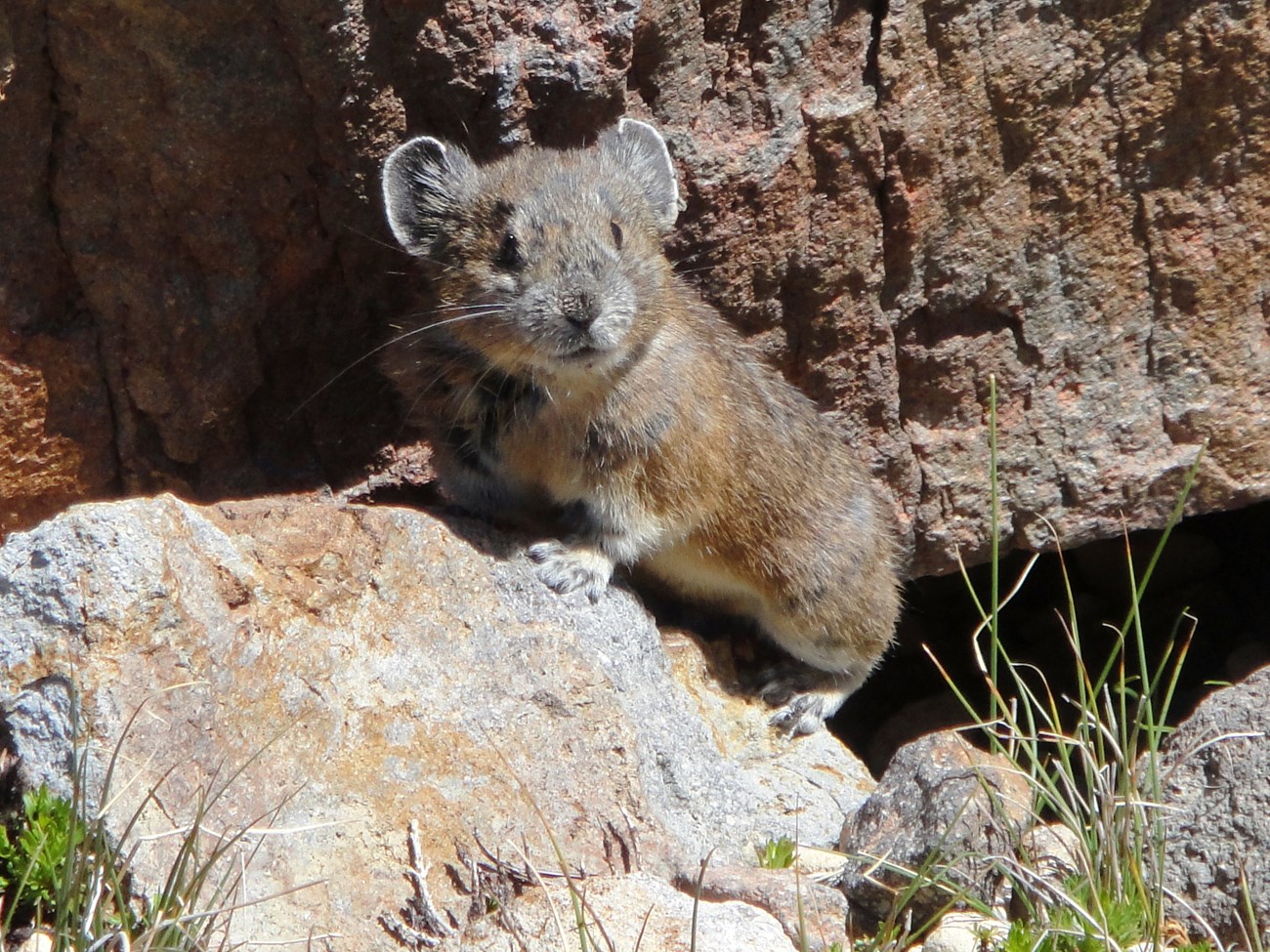 American pika on a rock, its head turned towards the camera
