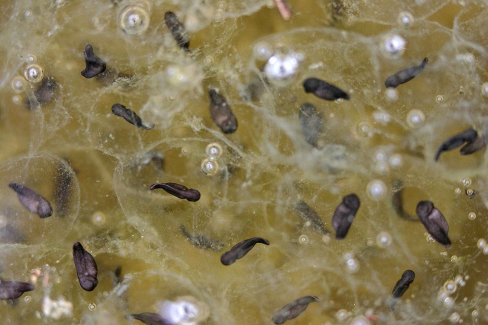 California red-legged frog eggs Close-up look at portion of a California red-legged frog egg mass, with tiny dark tadpoles growing in the centers of clear, gelatinous eggs.